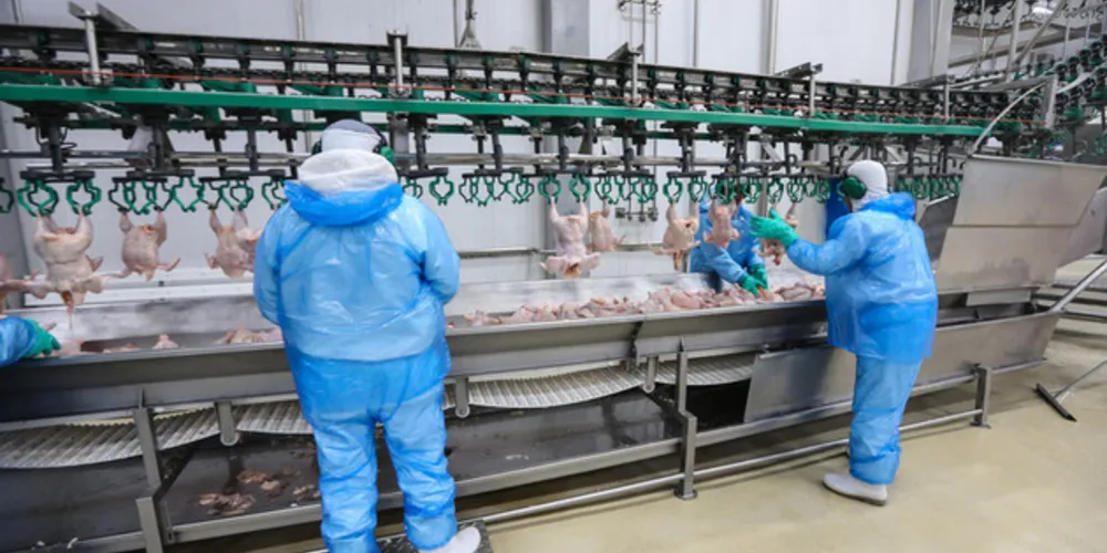 Somente no Paraná há aproximadamente 300 frigoríficos de diversos tamanhos e que empregam mais de 100 mil pessoas.