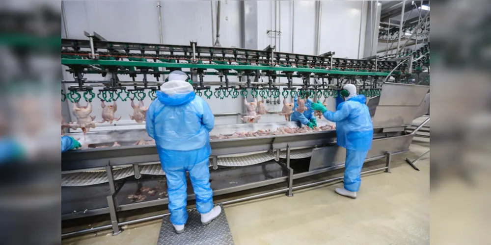 Somente no Paraná há aproximadamente 300 frigoríficos de diversos tamanhos e que empregam mais de 100 mil pessoas.