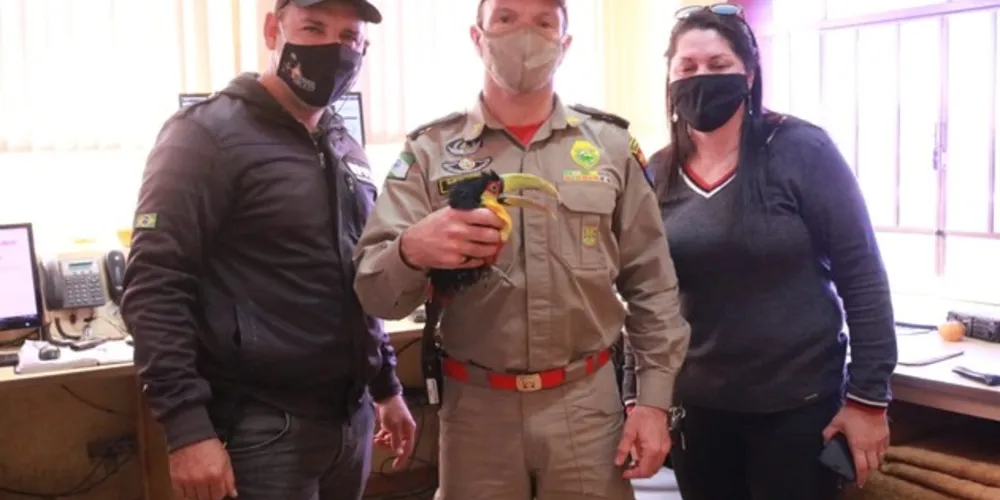 Imagem ilustrativa da imagem Com ajuda de repórter, tucano é resgatado na Vila Marina