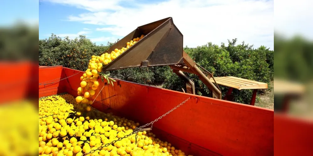 Ações inclui compra de mudas, qualificação de agricultores e desenvolvimento de unidades de referência