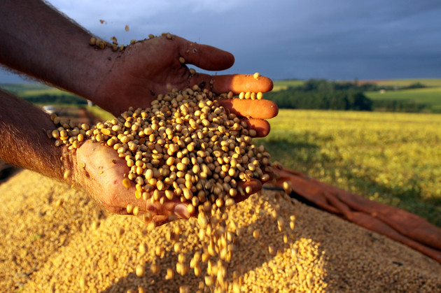 Entre as principais lavouras de grãos do país, na comparação com 2019, são esperados aumentos de 6,7% na produção de soja e de 3,5% no arroz
