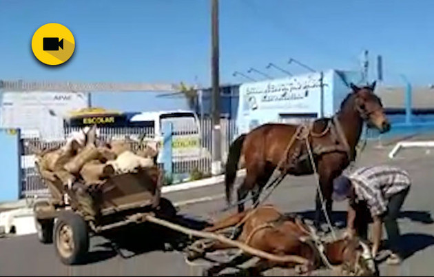 Imagem ilustrativa da imagem Flagrante de maus tratos a cavalo gera revolta; veja vídeo
