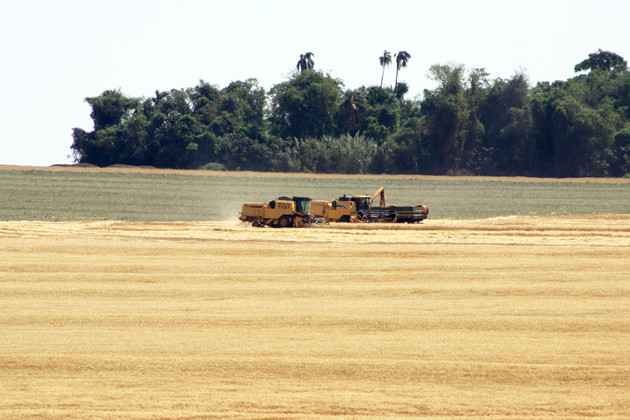 Safra de trigo deve ser prejudicada no Estado em função da falta de chuva