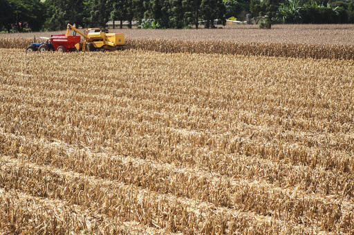 Na segunda safra de milho, a produção caiu em 1,6 milhão de toneladas com relação à estimativa inicial
