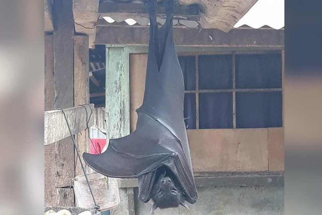 Morcegos da espécie Acedoron jubatus, também são conhecidos como raposas voadoras gigantes