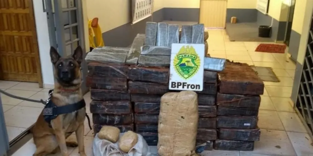 Desde 2017 a atuação dos Canis da PM têm contribuído para o aumento das apreensões de maconha no Estado.