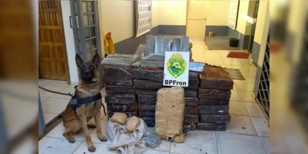 Desde 2017 a atuação dos Canis da PM têm contribuído para o aumento das apreensões de maconha no Estado.