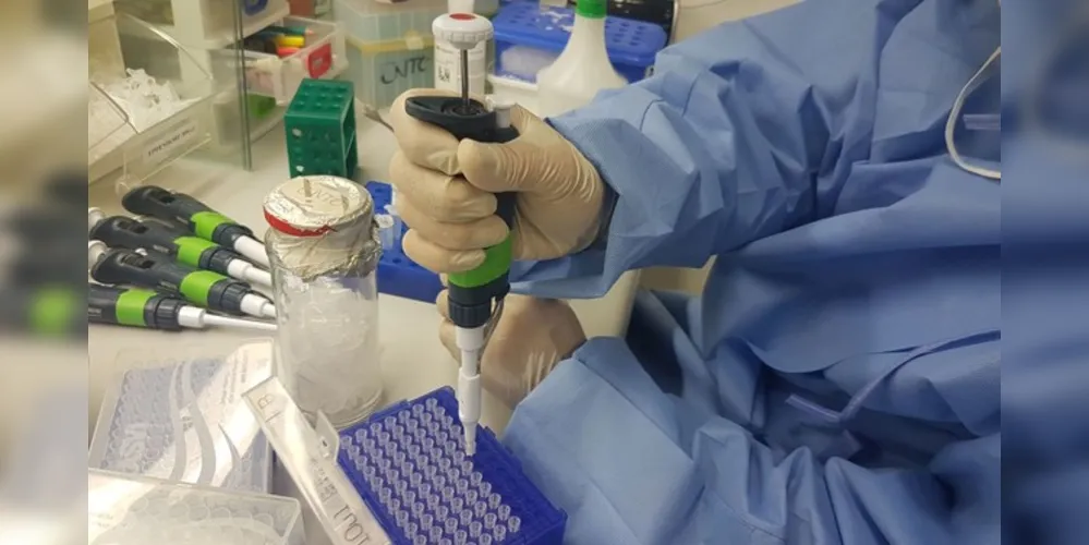  vírus identificado no Paraná é caracterizado como uma nova variante porque apresenta configurações genéticas diferentes de outros vírus influenza A. 