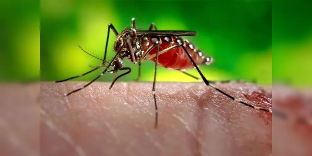 O acompanhamento de julho 2019 a julho 2020 publicou 43 boletins epidemiológicos