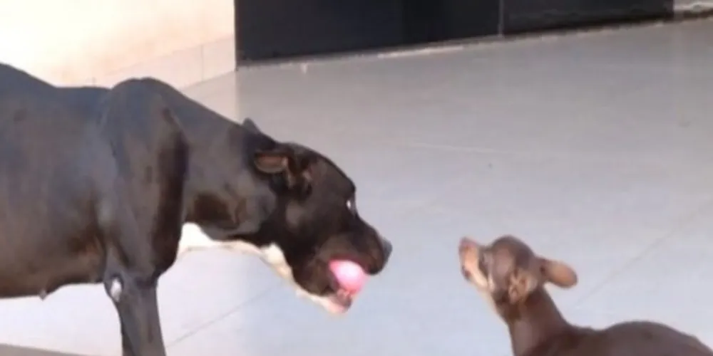 O pinscher Thor, de três anos de idade, é o principal suspeito de ter engravidado a pitbull Kiara