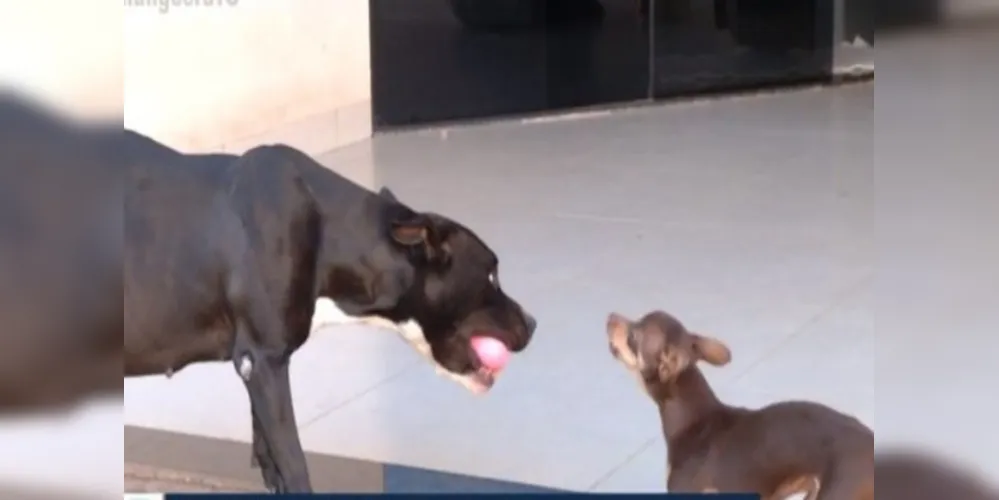 O pinscher Thor, de três anos de idade, é o principal suspeito de ter engravidado a pitbull Kiara