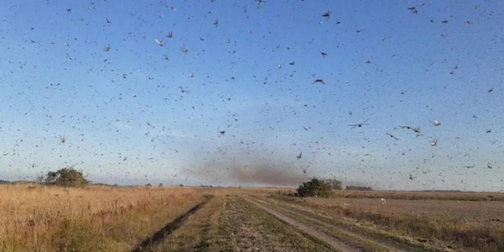 Insetos estão se deslocando lentamente em território Argentino
