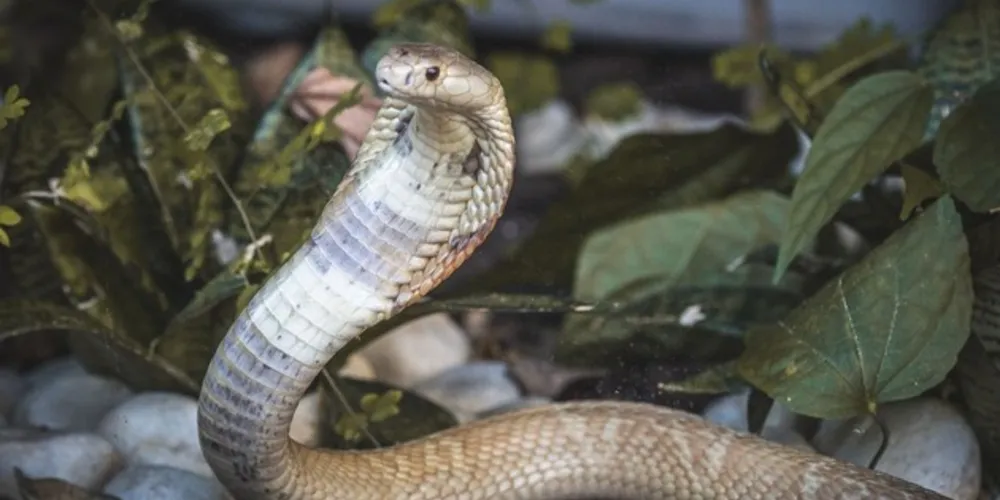Ele é suspeito ainda de ter ocultado 16 serpentes de Pedro Kambreck, que foi picado em 7 de julho por uma Naja kaouthia.