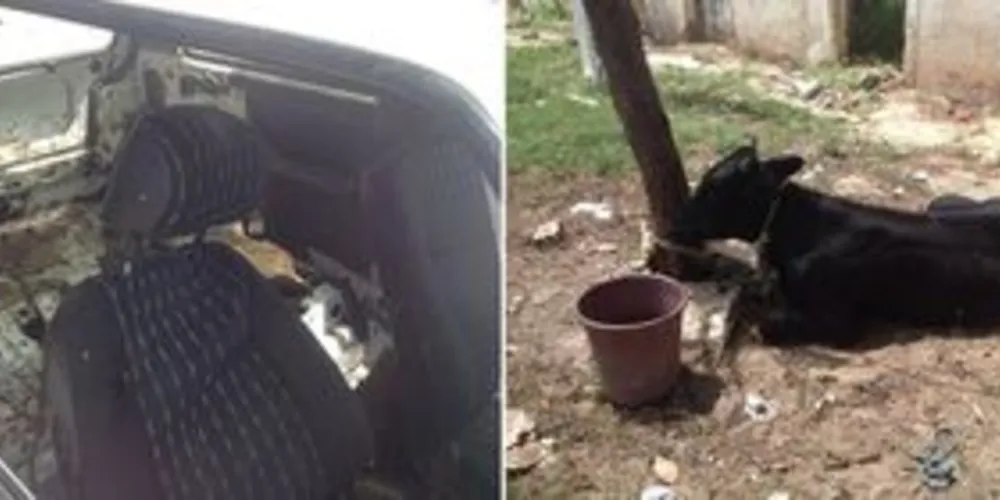 O boi foi carregado dentro de um Fiat Uno