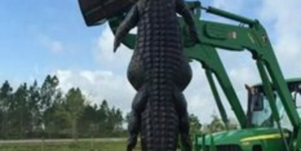 O jacaré tinha aproximadamente 350 kg.
