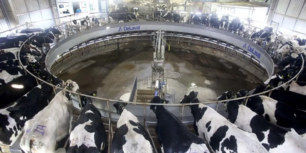 Além da soja e da produção madeireira, o leite está entre os principais produtos da região