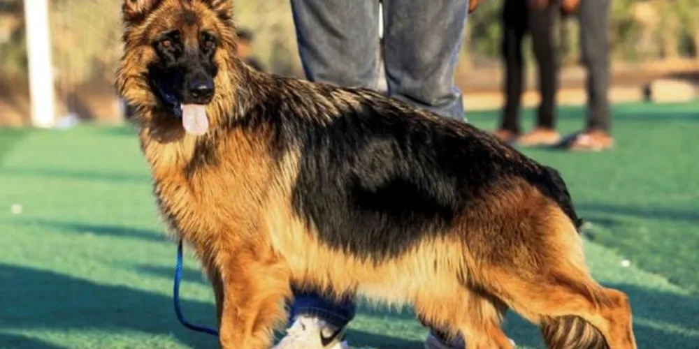 Segundo a Organização Mundial da Saúde, animais de estimação provavelmente não transmitem covid-19 a seus donos.