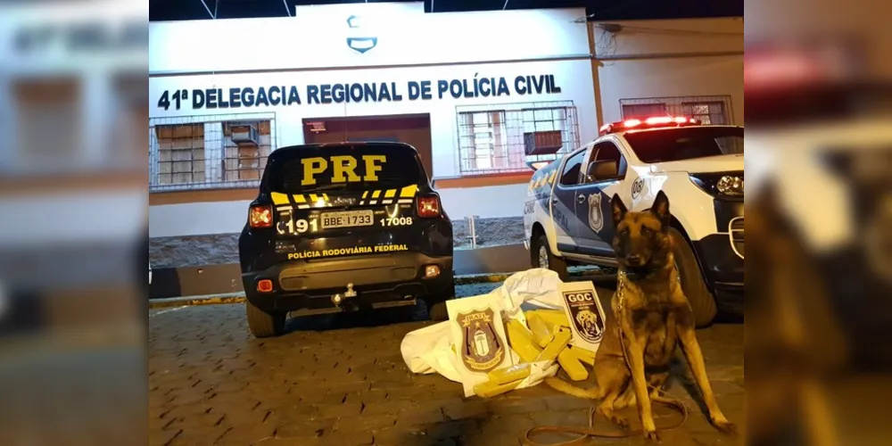 Cão de faro da GM de Irati encontrou droga escondida no forro das portas e estofamento dos bancos