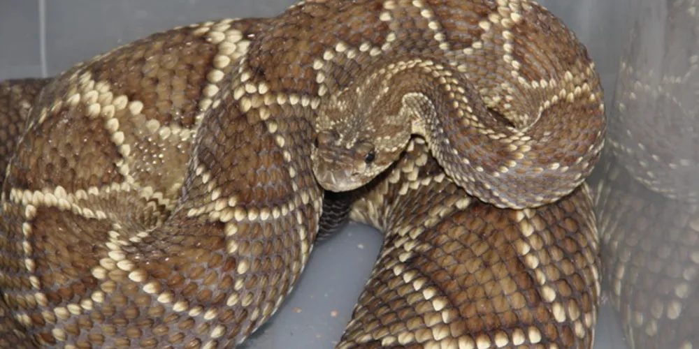 Produção será possível a partir da apreensão de cobras no nortre do Estado