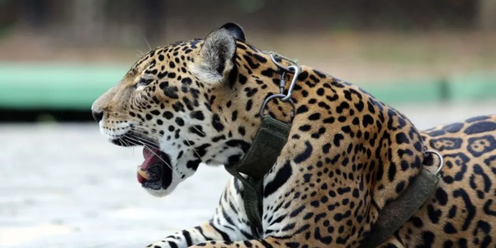 O Brasil abriga 60% do bioma Amazônia e tem grande parte da riqueza da biodiversidade do planeta, com mais de 13% da vida animal e vegetal do mundo.