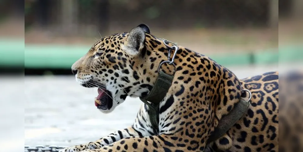 O Brasil abriga 60% do bioma Amazônia e tem grande parte da riqueza da biodiversidade do planeta, com mais de 13% da vida animal e vegetal do mundo.
