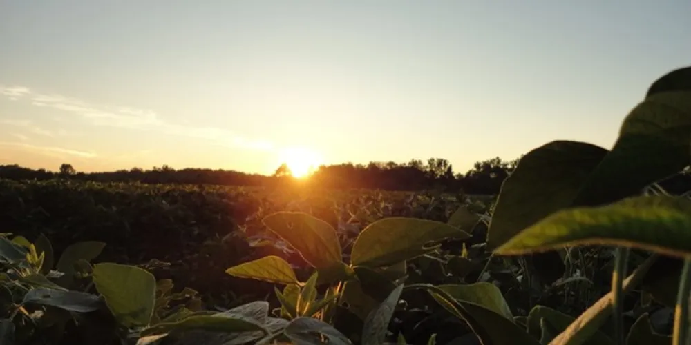 Para o produtor rural do Paraná, o seguro agrícola foi fundamental na safra de feijão plantada no início do ano.