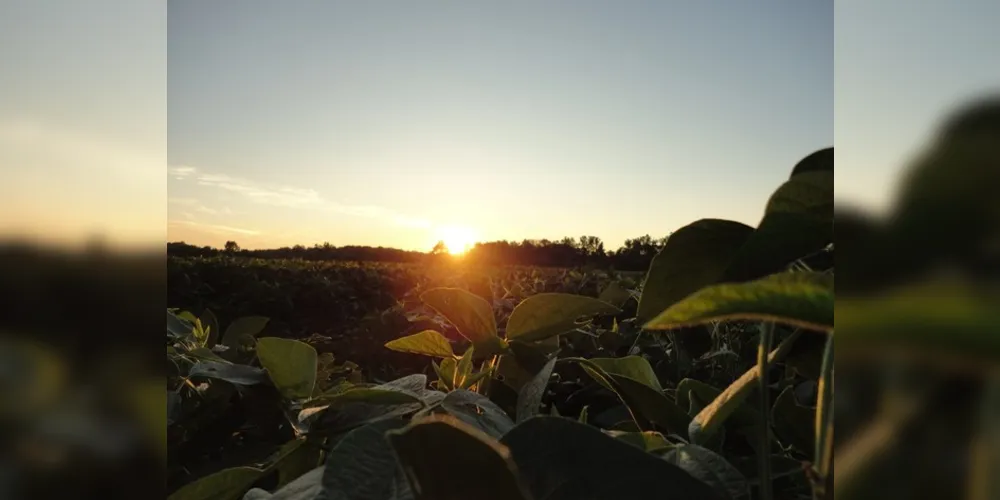 Para o produtor rural do Paraná, o seguro agrícola foi fundamental na safra de feijão plantada no início do ano.