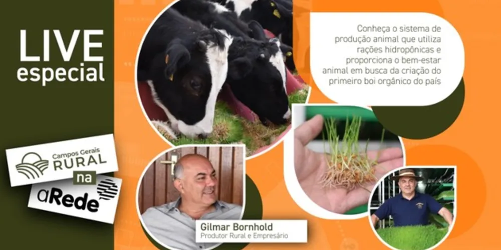 Imagem ilustrativa da imagem Conheça o 1° boi verde criado com ração hidropônica do Brasil