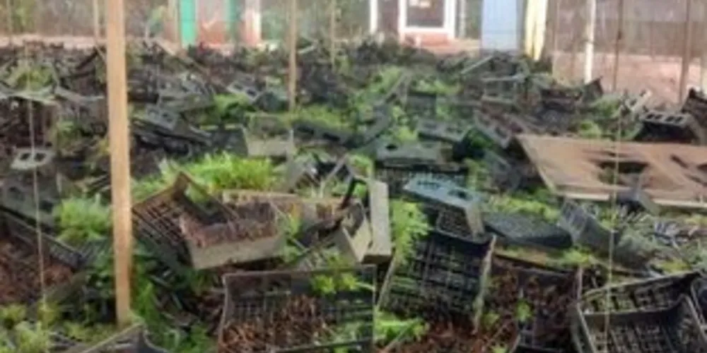 Mais de 1,2 milhão de mudas de pinus foram destruídas durante ação do MST