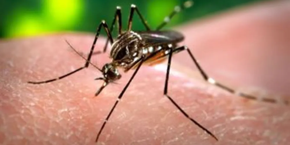 Casos autóctones confirmados de dengue em Ponta Grossa subiram de dois para seis.