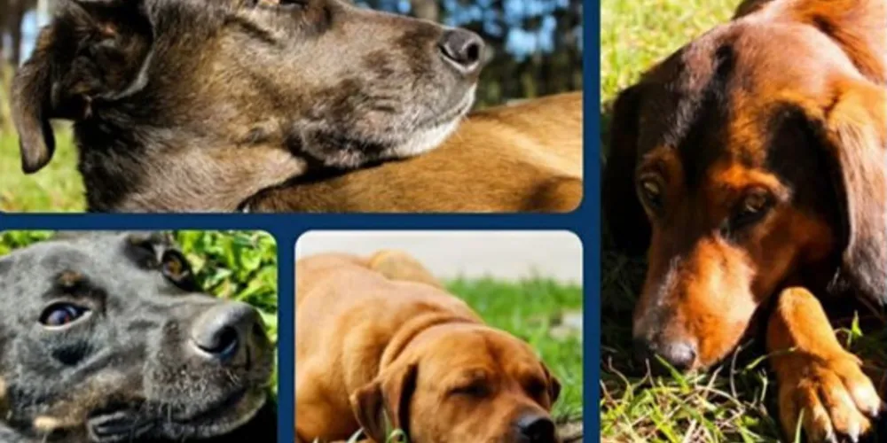 Imagem ilustrativa da imagem Grupo Fauna promove evento de adoção online neste sábado