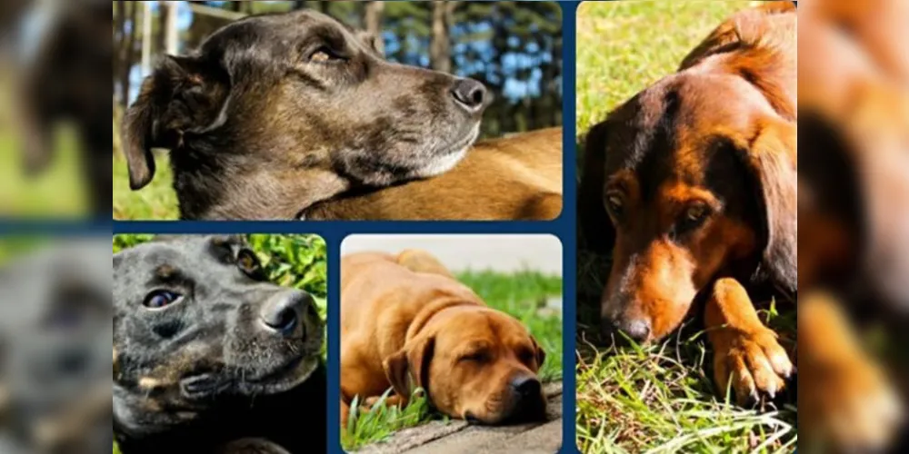 Imagem ilustrativa da imagem Grupo Fauna promove evento de adoção online neste sábado