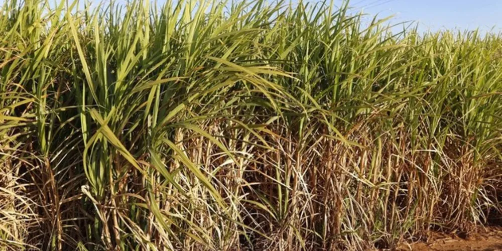 O Paraná tem cerca de 600 mil hectares de produção de cana-de-açúcar, a maioria à beira de estradas, e 21 usinas em atividade.