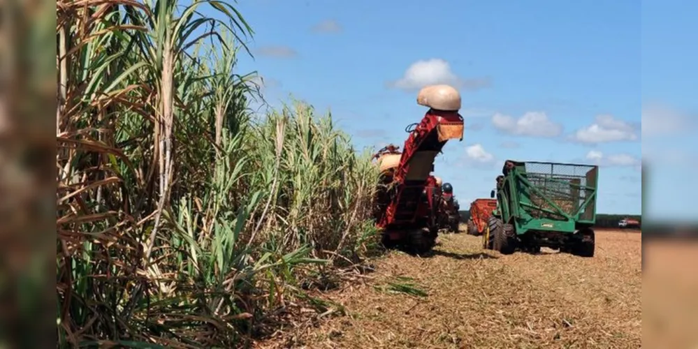 A área a ser colhida, segundo o instituto, é de quase 65 milhões de hectares.