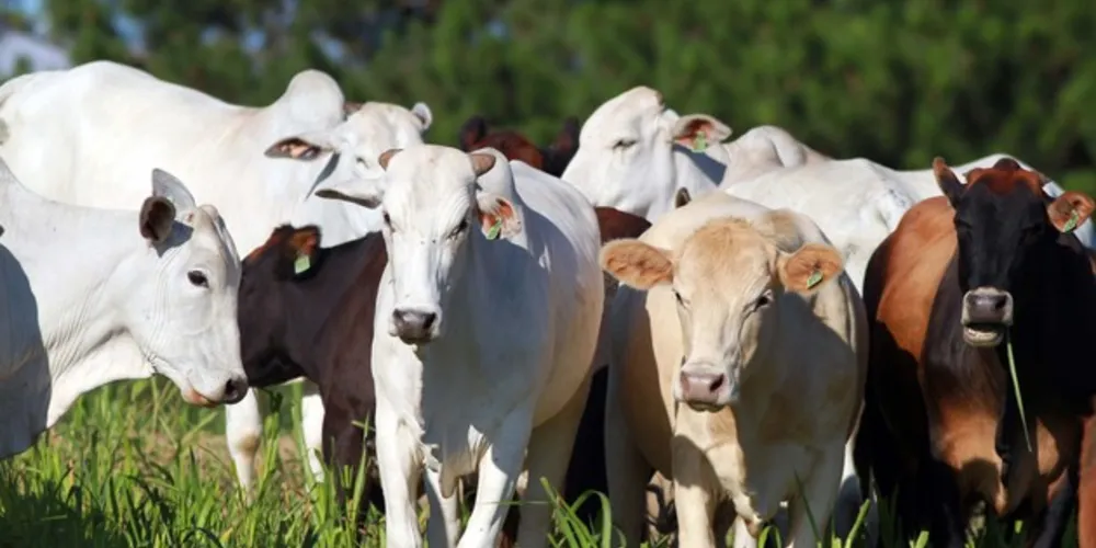 Conquista deixa o Paraná mais perto do reconhecimento internacional pela Organização Mundial de Saúde Animal