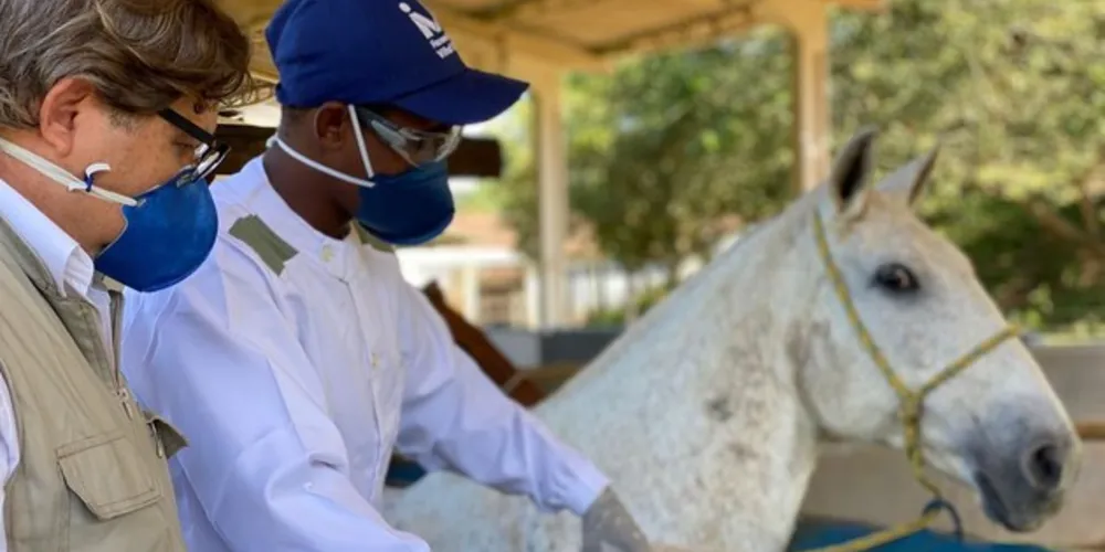 Os estudos comprovaram que o soro produzido por cavalos para tratamento da covid-19 é superior ao feito com plasma de doentes convalescentes.