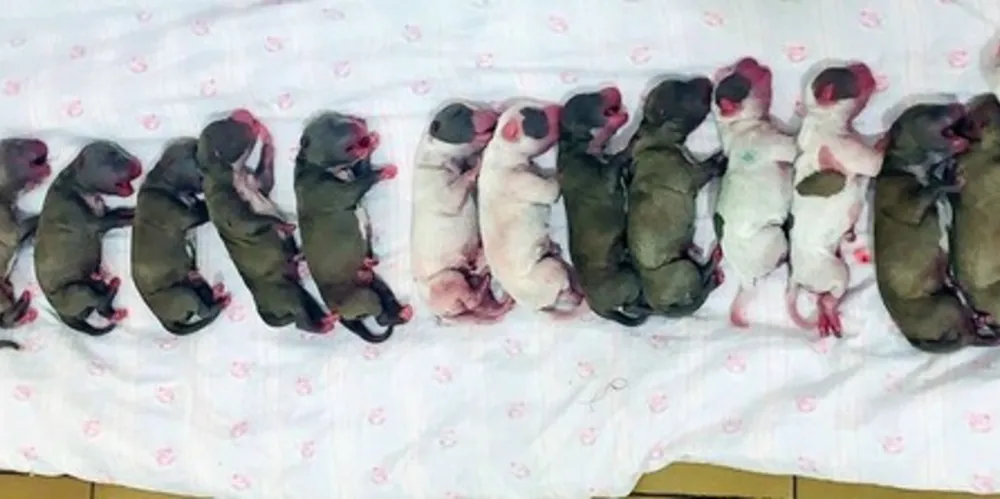 Como a cadela não tem leite, os cachorrinhos vão ser alimentados com suplemento