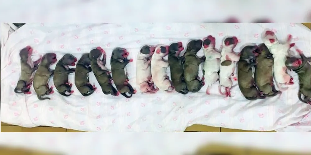 Como a cadela não tem leite, os cachorrinhos vão ser alimentados com suplemento