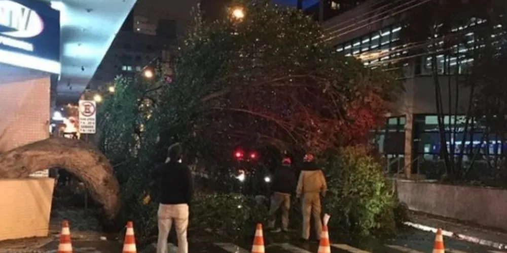 Essa árvore ficou famosa na cidade por ter o tronco retorcido para desviar da marquise de um prédio.