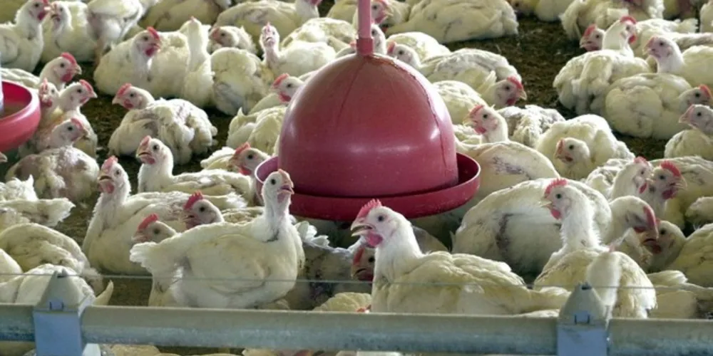 A medida ocorreu após um lote de frango do frigorífico Aurora ser apontado por chineses como contaminado pelo coronavírus. 