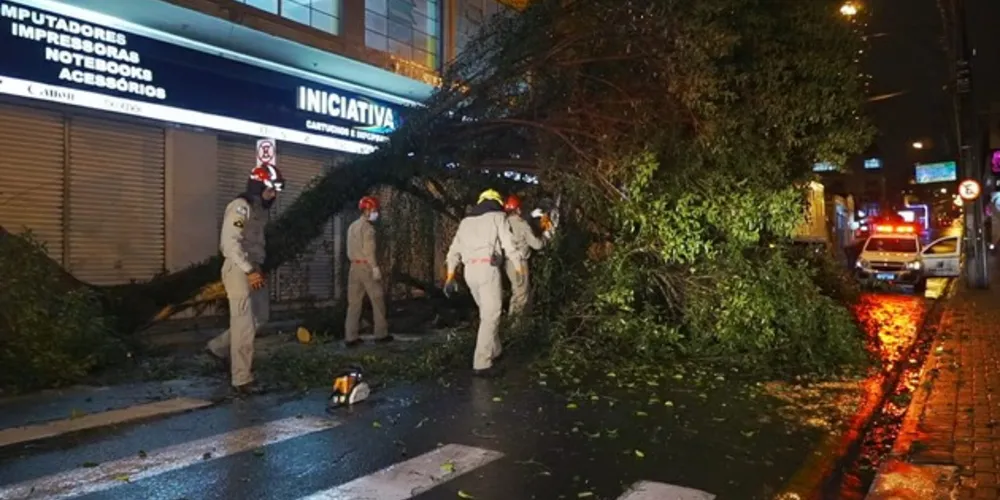 Imagem ilustrativa da imagem Vídeo mostra caminhão derrubando árvore centenária em PG