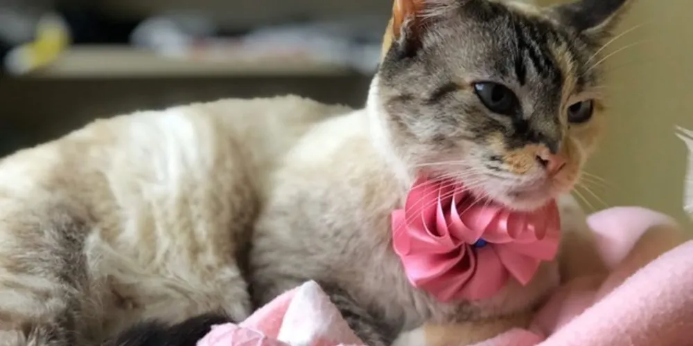 Projeto busca destinar felinos abandonados para lares seguros em Ponta Grossa