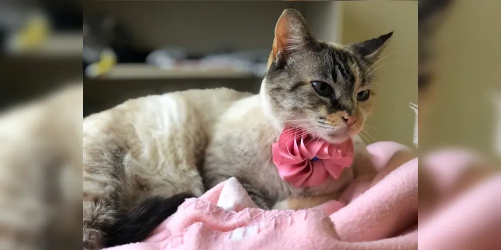 Projeto busca destinar felinos abandonados para lares seguros em Ponta Grossa