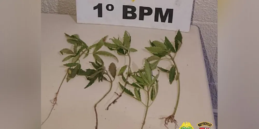 Pés de maconha estavam plantados no quintal da residência