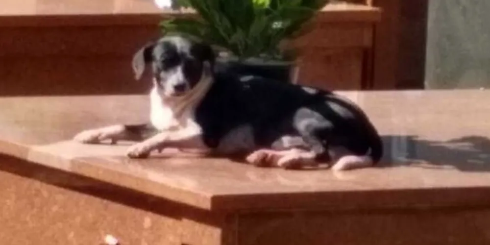 Neguinho virou o xodó dos funcionários do cemitério e o mesmo amor que ele sente pelo dono, agora, recebe dos visitantes e trabalhadores do local. 