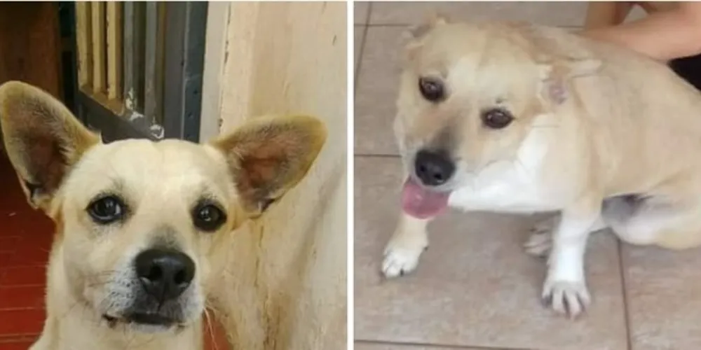 Segundo os proprietários, no sábado (22) o animal estava no quintal da casa até às 22h e não foi mais visto depois disso.