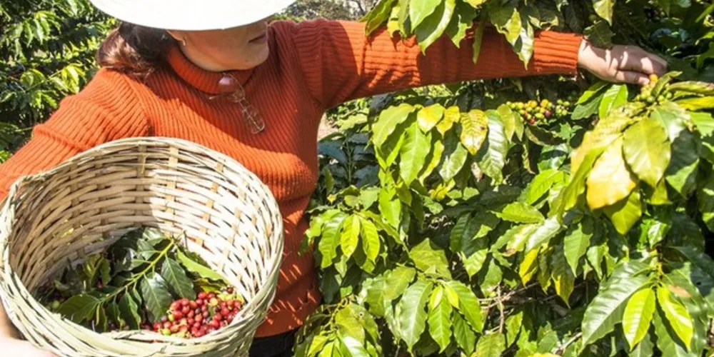 Essa redução será percebida nas operações de custeio, comercialização e Financiamento para Aquisição de Café (Fac) para cooperativas.