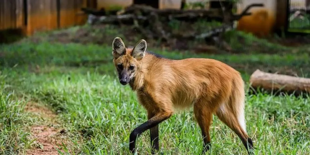 Projetos colocados em prática com o lobo-guará mostram que é possível a convivência adequada entre preservação e agroindústria. 