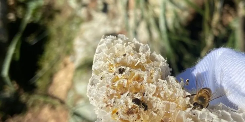 O resgate e manejo das abelhas, assim como de outras espécies da fauna, é um dos diversos programas ambientais do Sistema de Transmissão Gralha Azul.