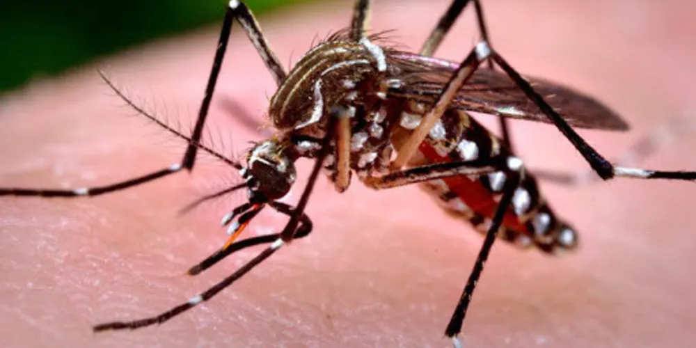 De acordo com o boletim, 80 municípios apresentam casos confirmados de Dengue.